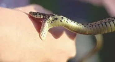 Какво да правим с ухапване на змия: първа помощ и медицинска помощ